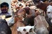 Rajasthan: Muslim man ferrying cows dead in Alwar, police probe vigilantes